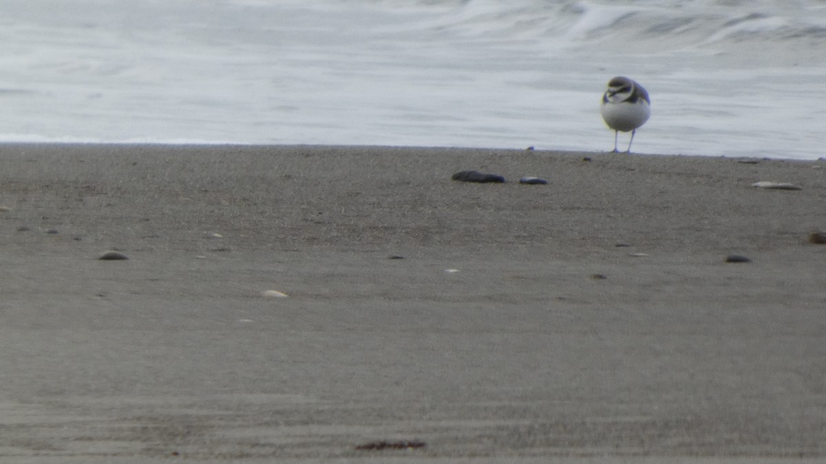 hvitbrystlo - ML647169674