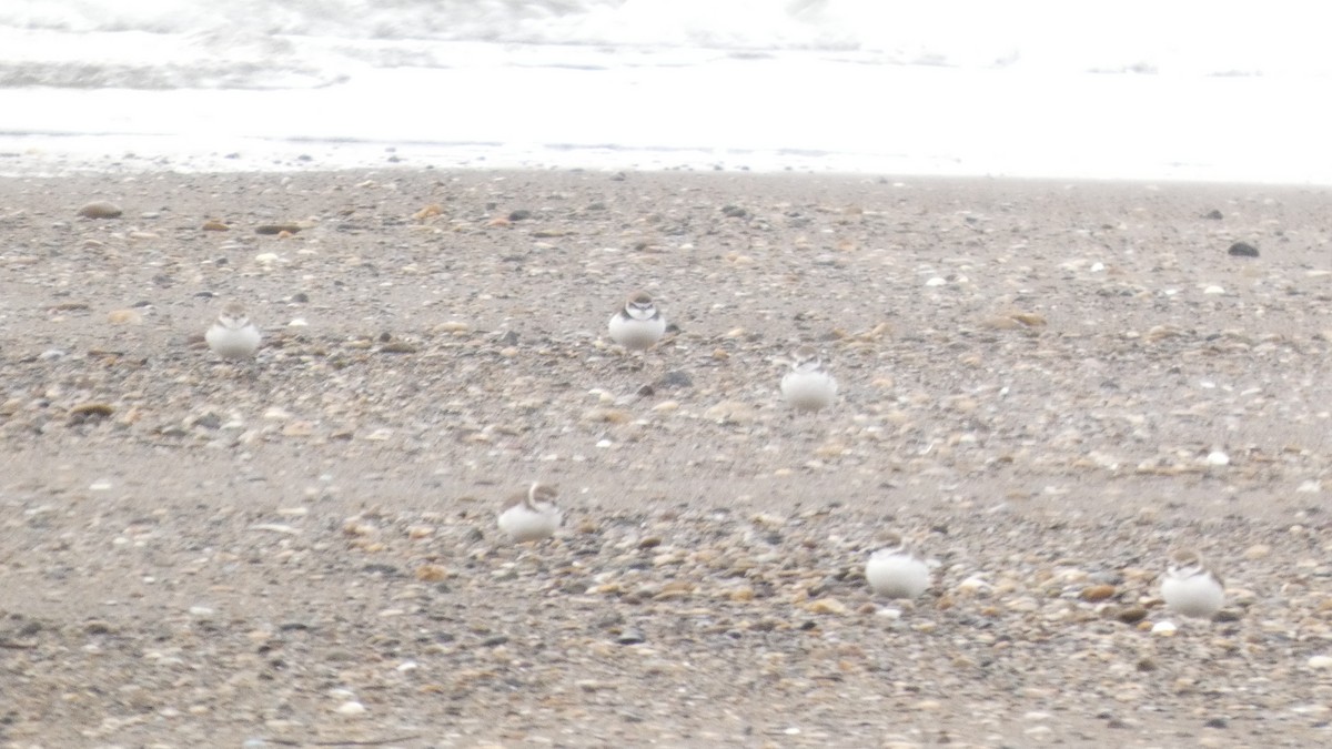 hvitbrystlo - ML647169675