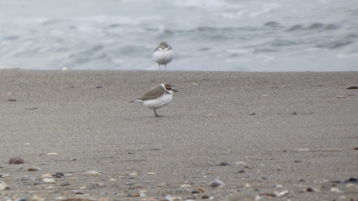 hvitbrystlo - ML647169676