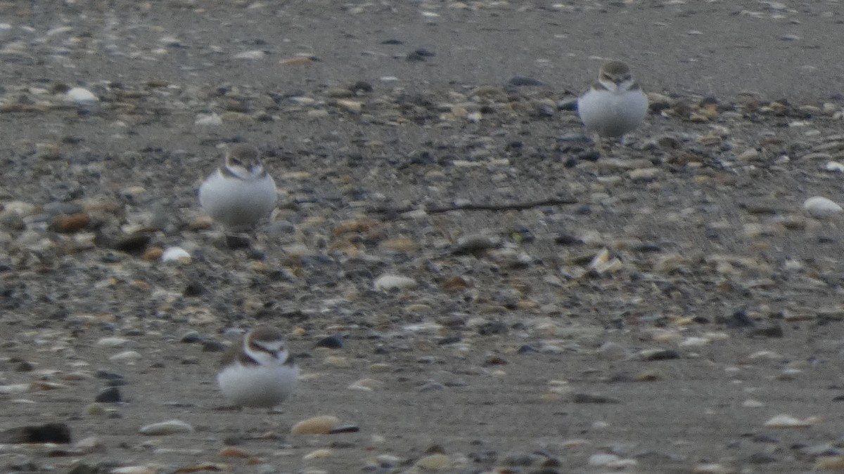 hvitbrystlo - ML647169677