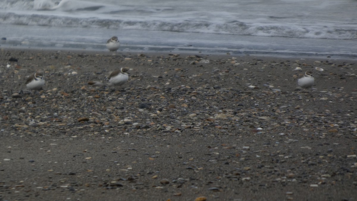 hvitbrystlo - ML647169678