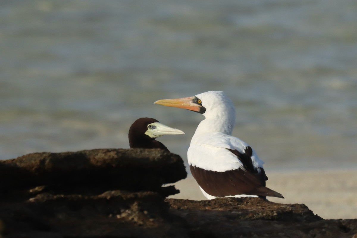 Nazca Booby - ML647169679