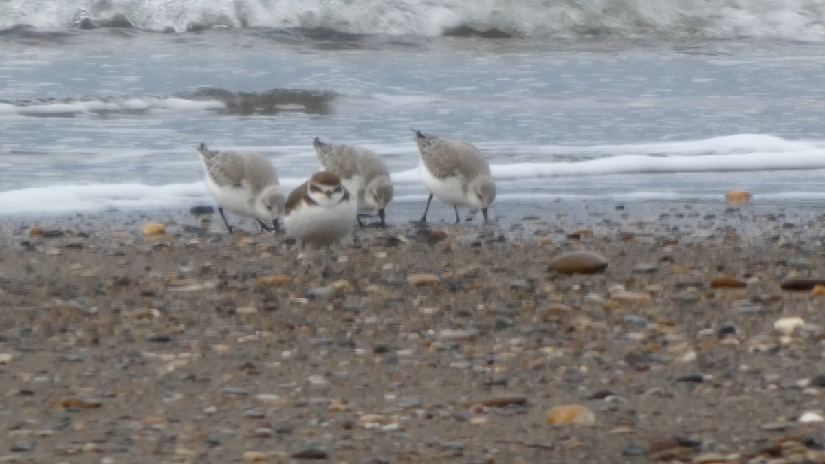 hvitbrystlo - ML647169683