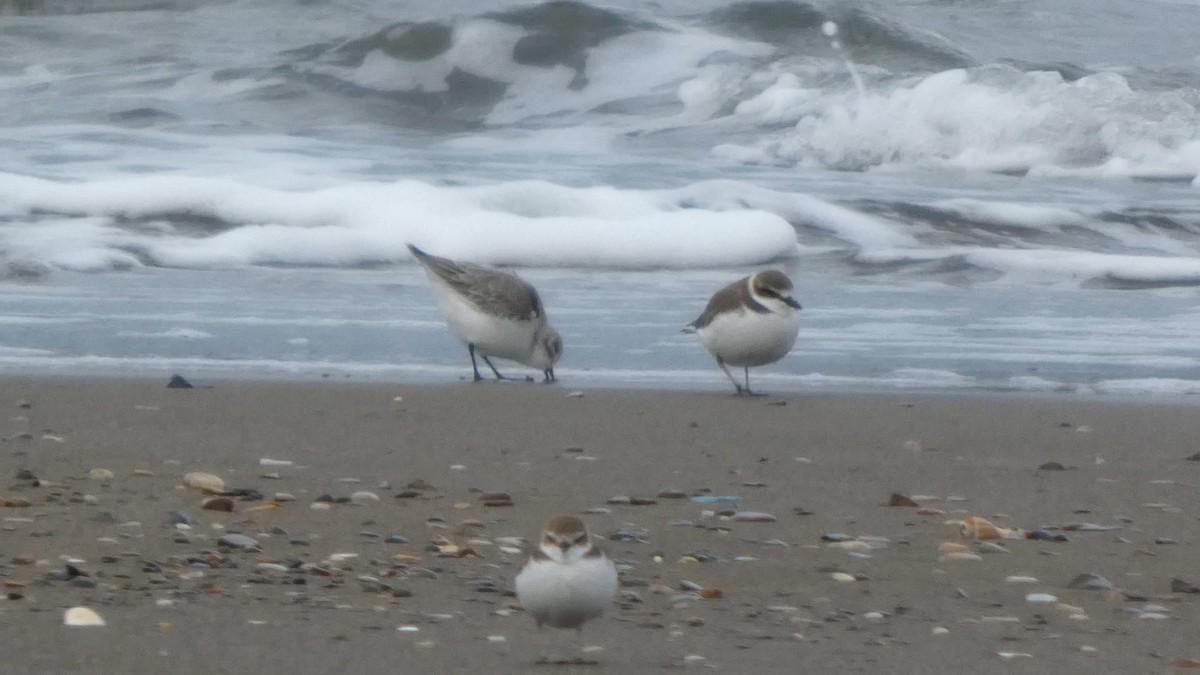 hvitbrystlo - ML647169684