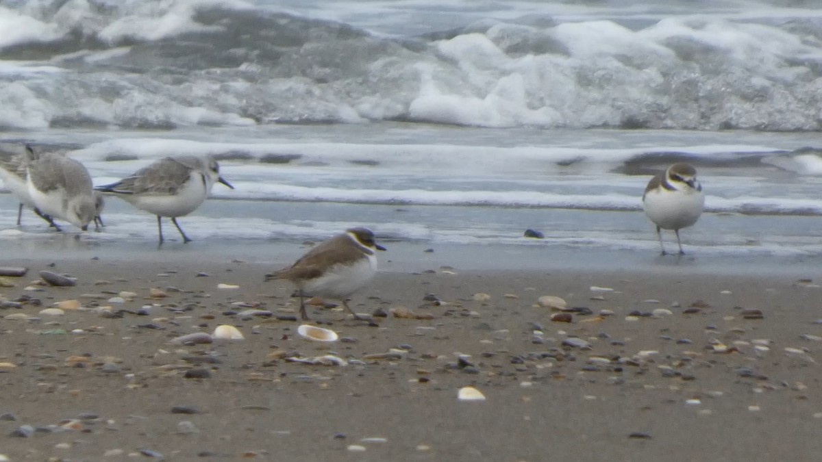 hvitbrystlo - ML647169685