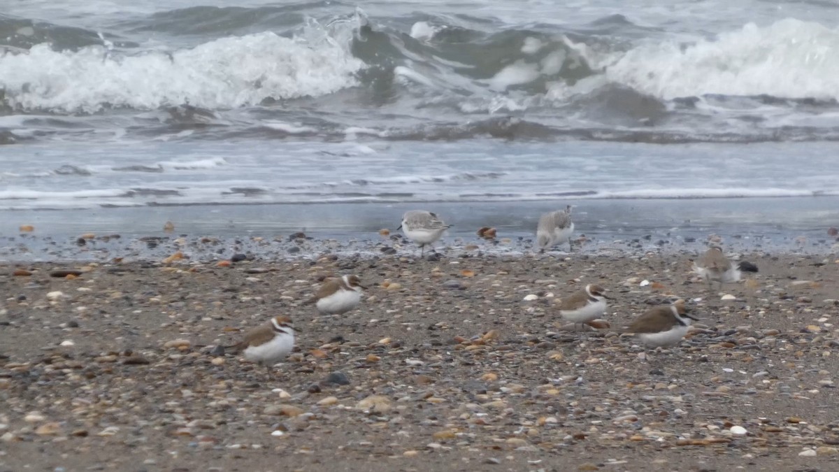 hvitbrystlo - ML647169686