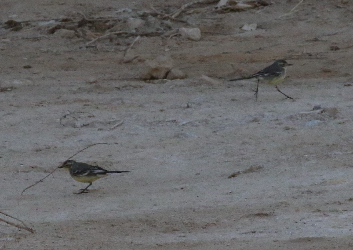 Citrine Wagtail - ML647169689