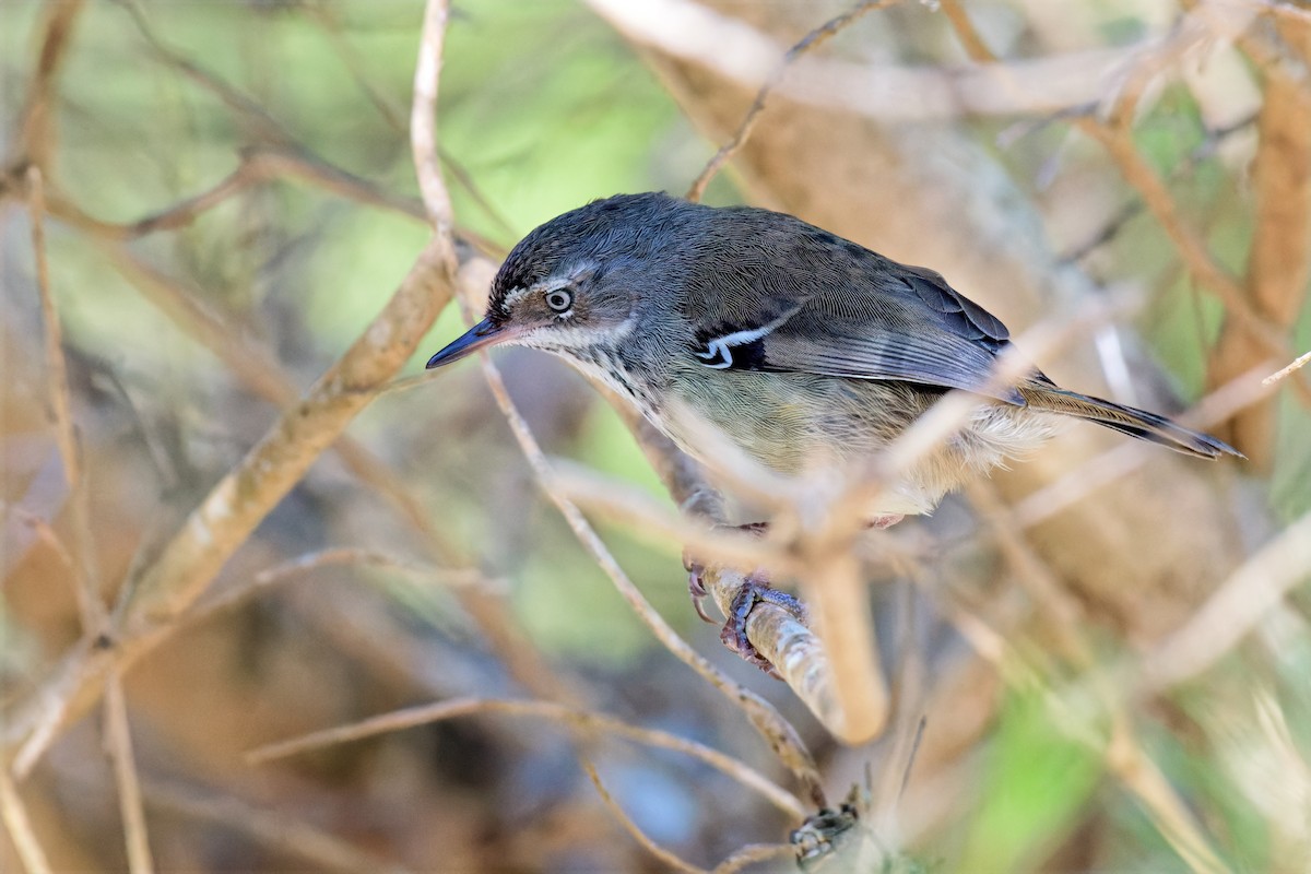 Benekli Serikornis - ML647169697