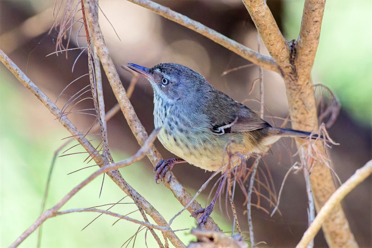 Benekli Serikornis - ML647169698