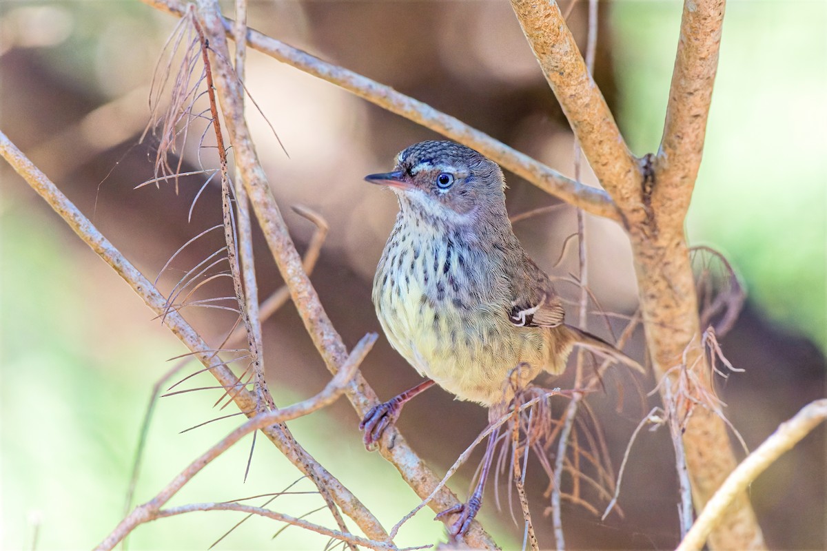 Benekli Serikornis - ML647169699