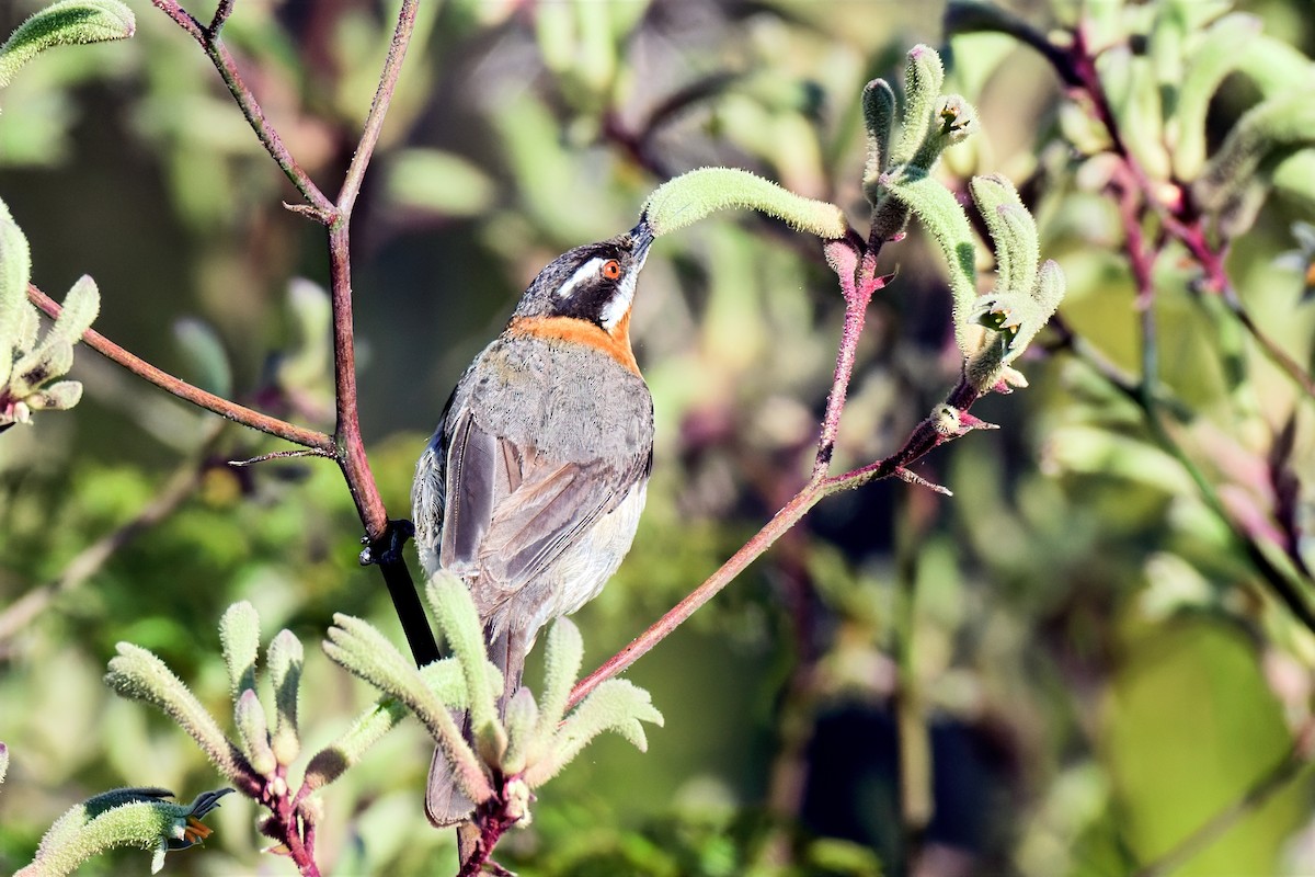 Western Spinebill - ML647169700