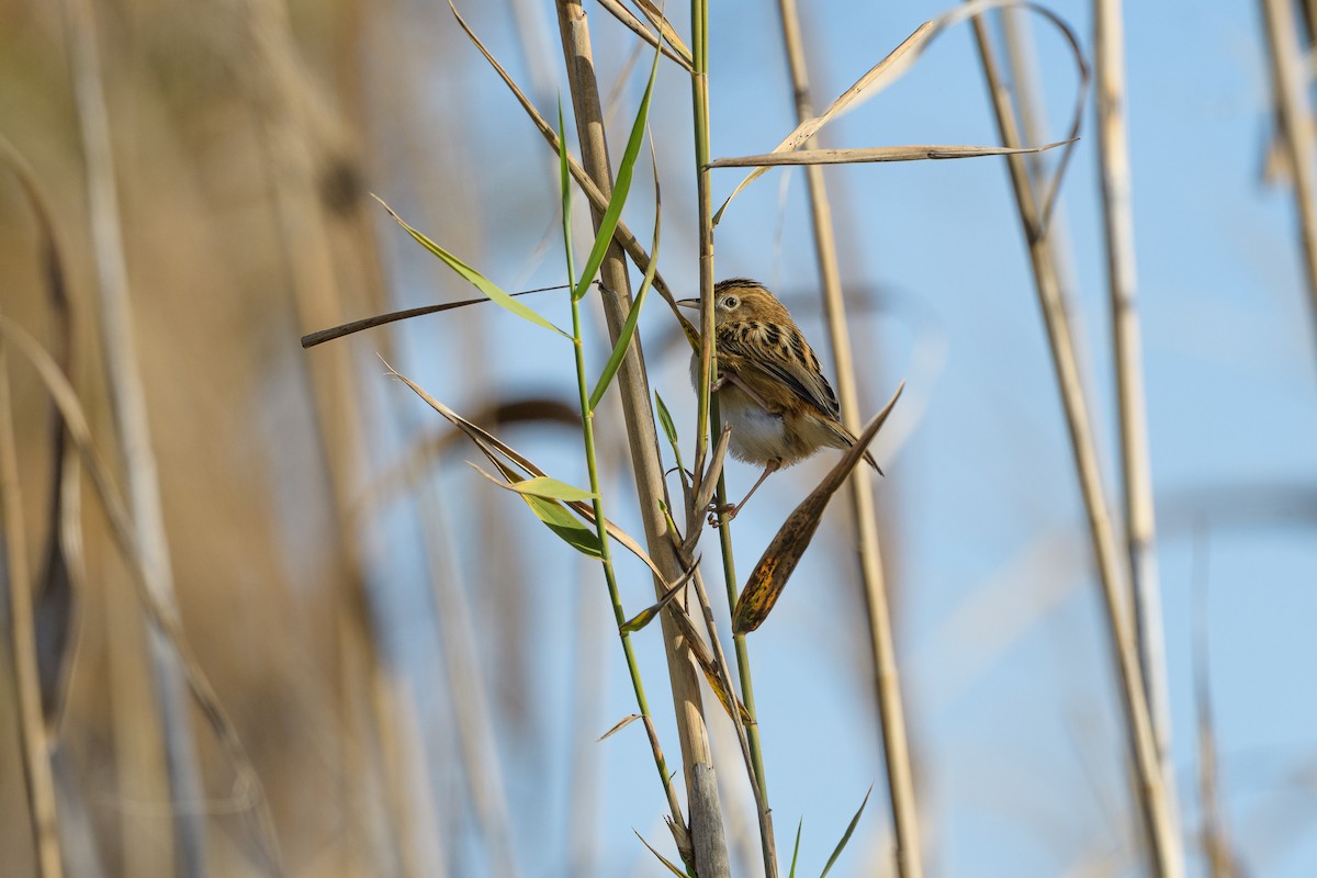 Zitting Cisticola - ML647169701