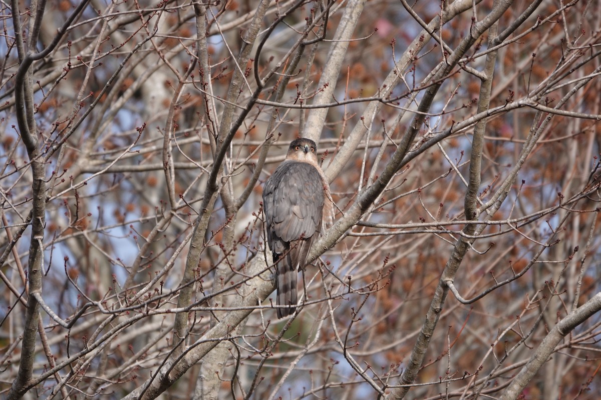 Cooper's Hawk - ML647169702