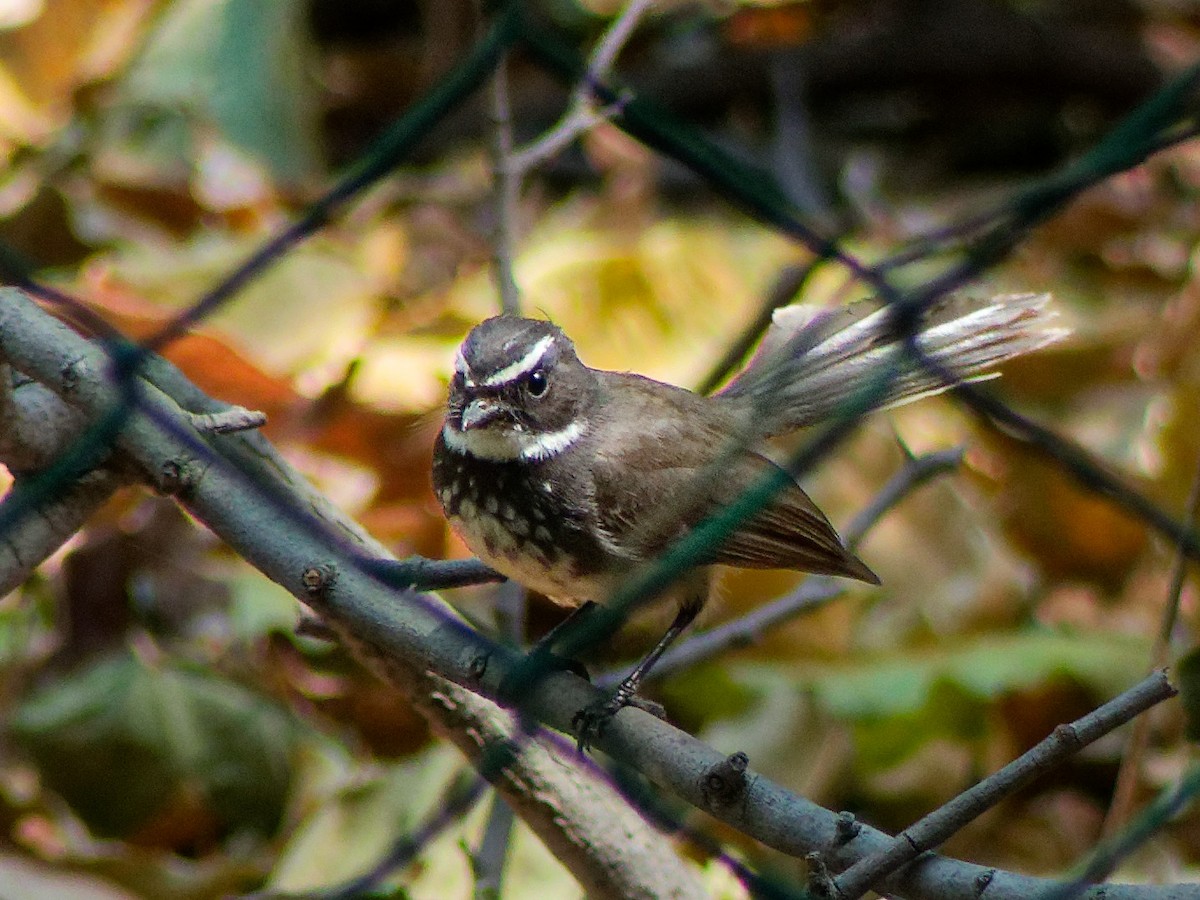 Spot-breasted Fantail - ML647169703