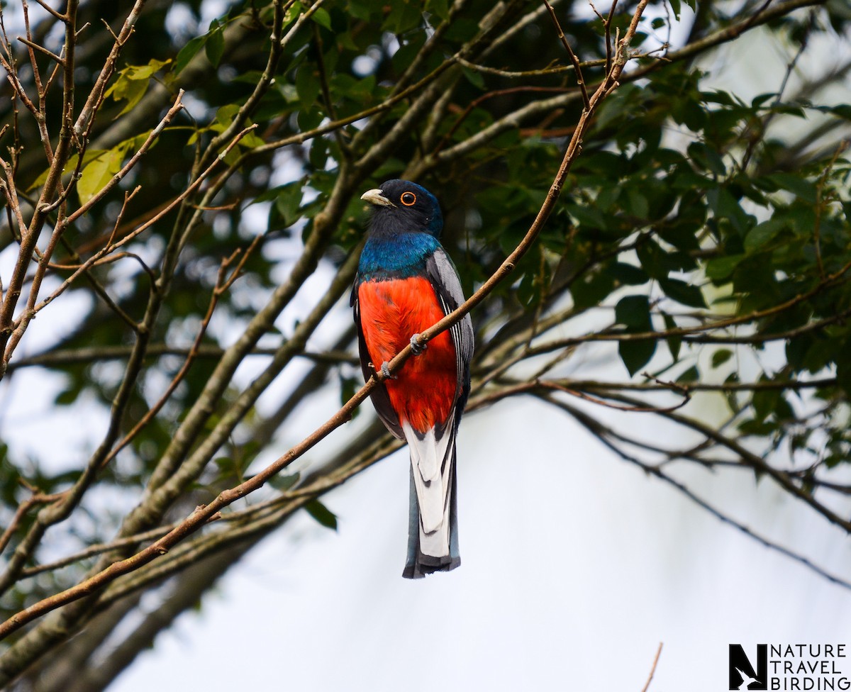 Surucua Trogon - ML647169704