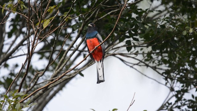 Бразильский трогон - ML647169705