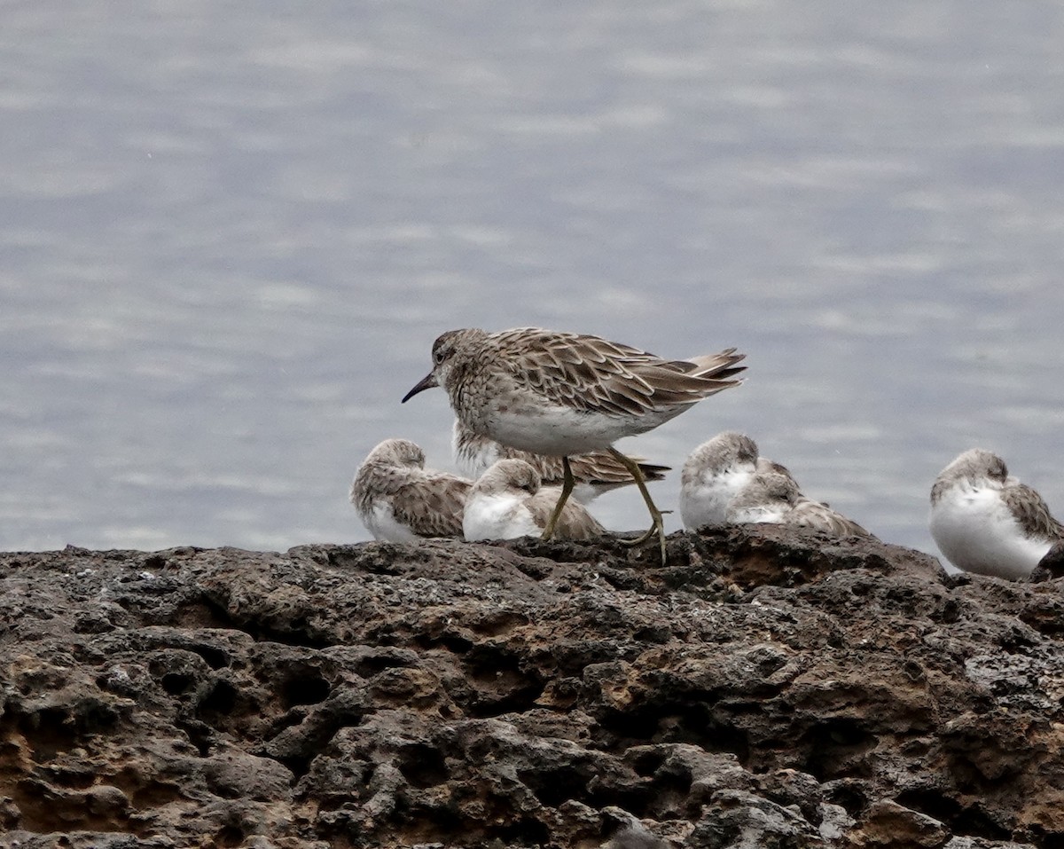 Sharp-tailed Sandpiper - ML647169706