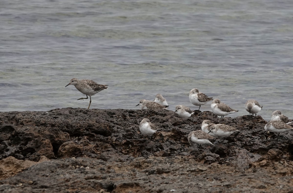 Sharp-tailed Sandpiper - ML647169707