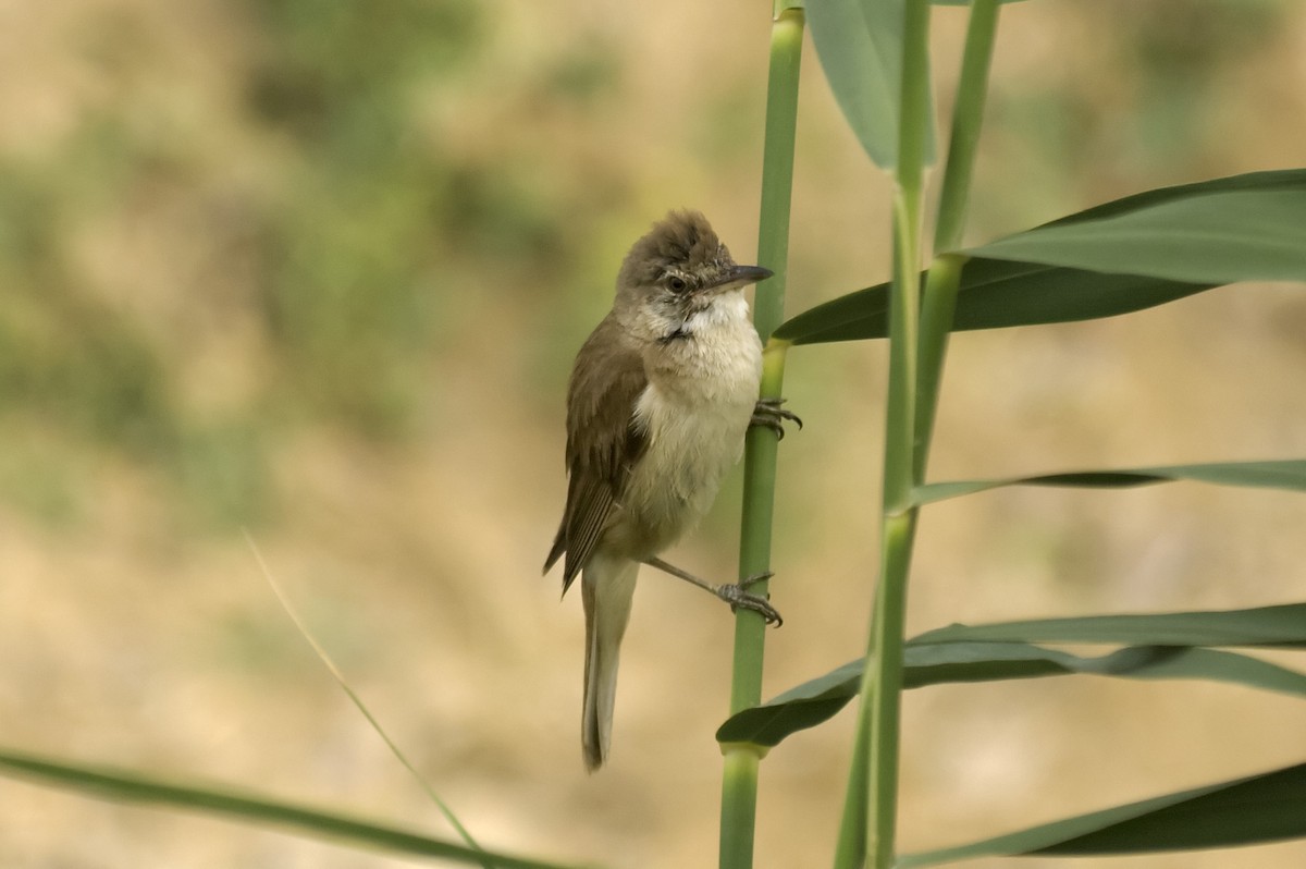 Great Reed Warbler - ML647169708
