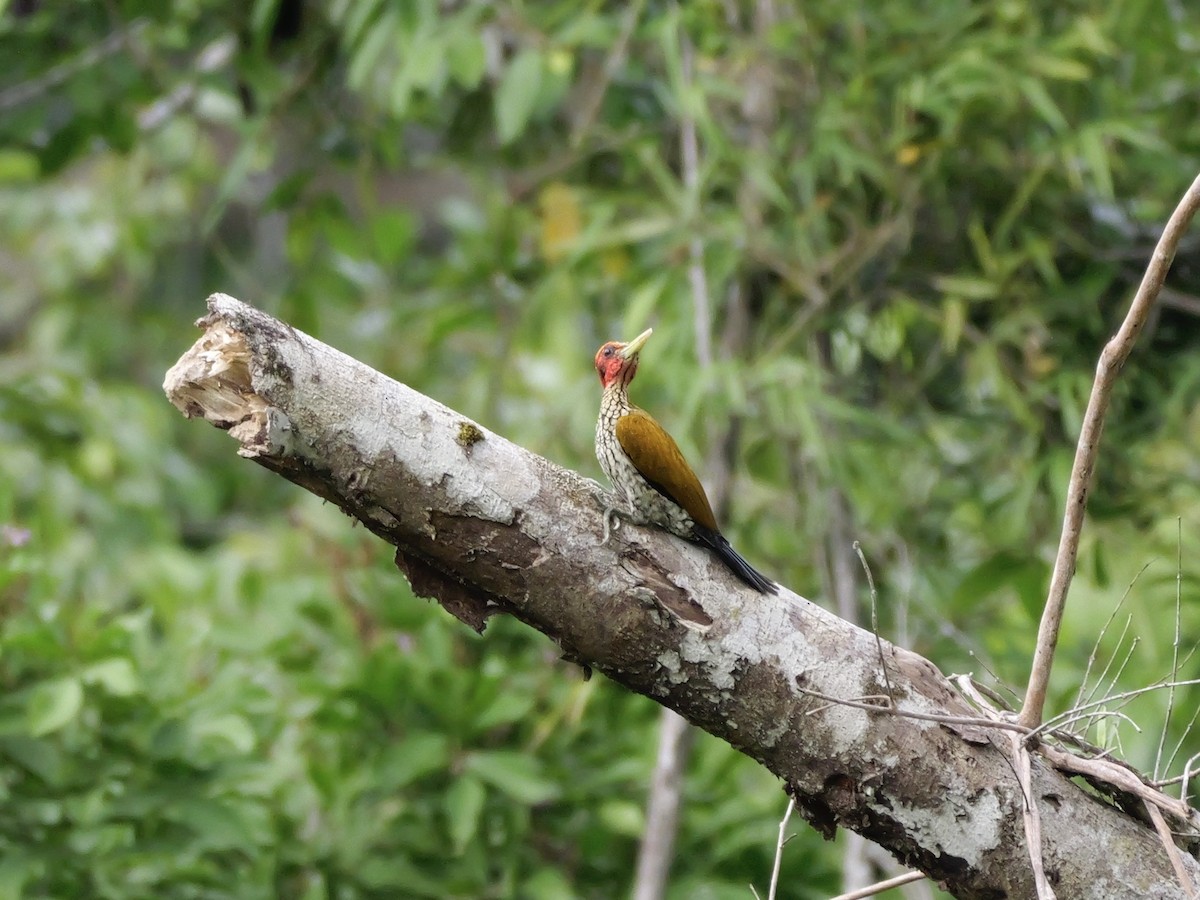 Red-headed Flameback - ML647169709