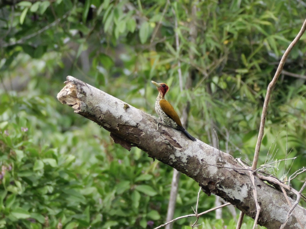Red-headed Flameback - ML647169710