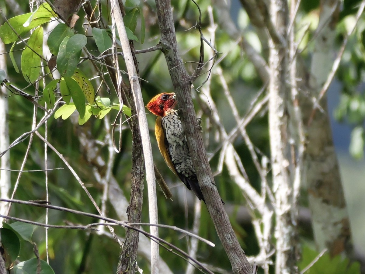Red-headed Flameback - ML647169711