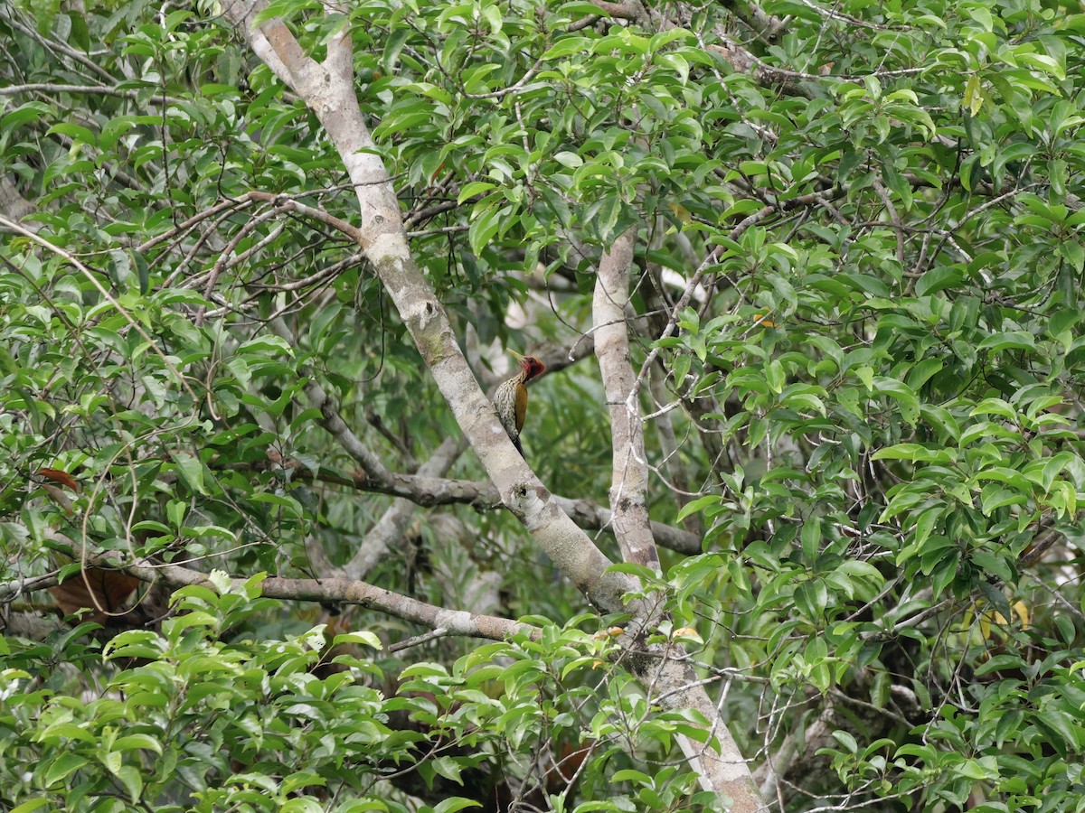 Red-headed Flameback - ML647169712