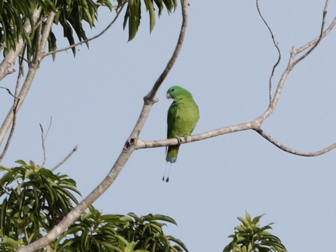 Blue-headed Racquet-tail - ML647169721