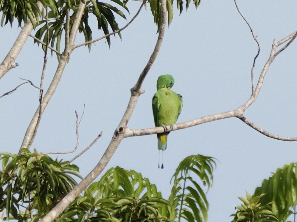 Blue-headed Racquet-tail - ML647169722