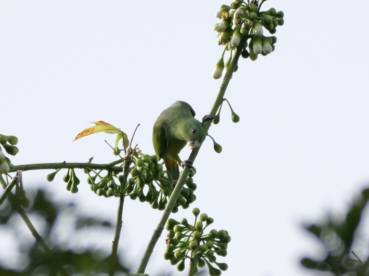 Blue-headed Racquet-tail - ML647169723