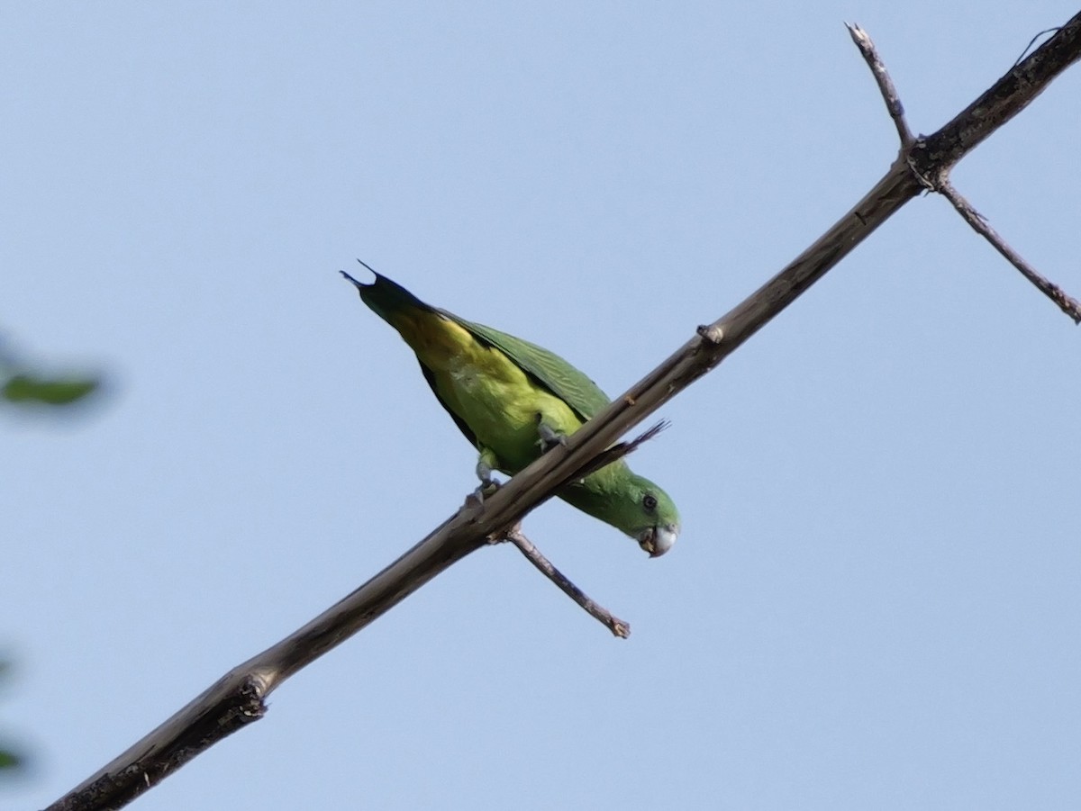 Blue-headed Racquet-tail - ML647169724