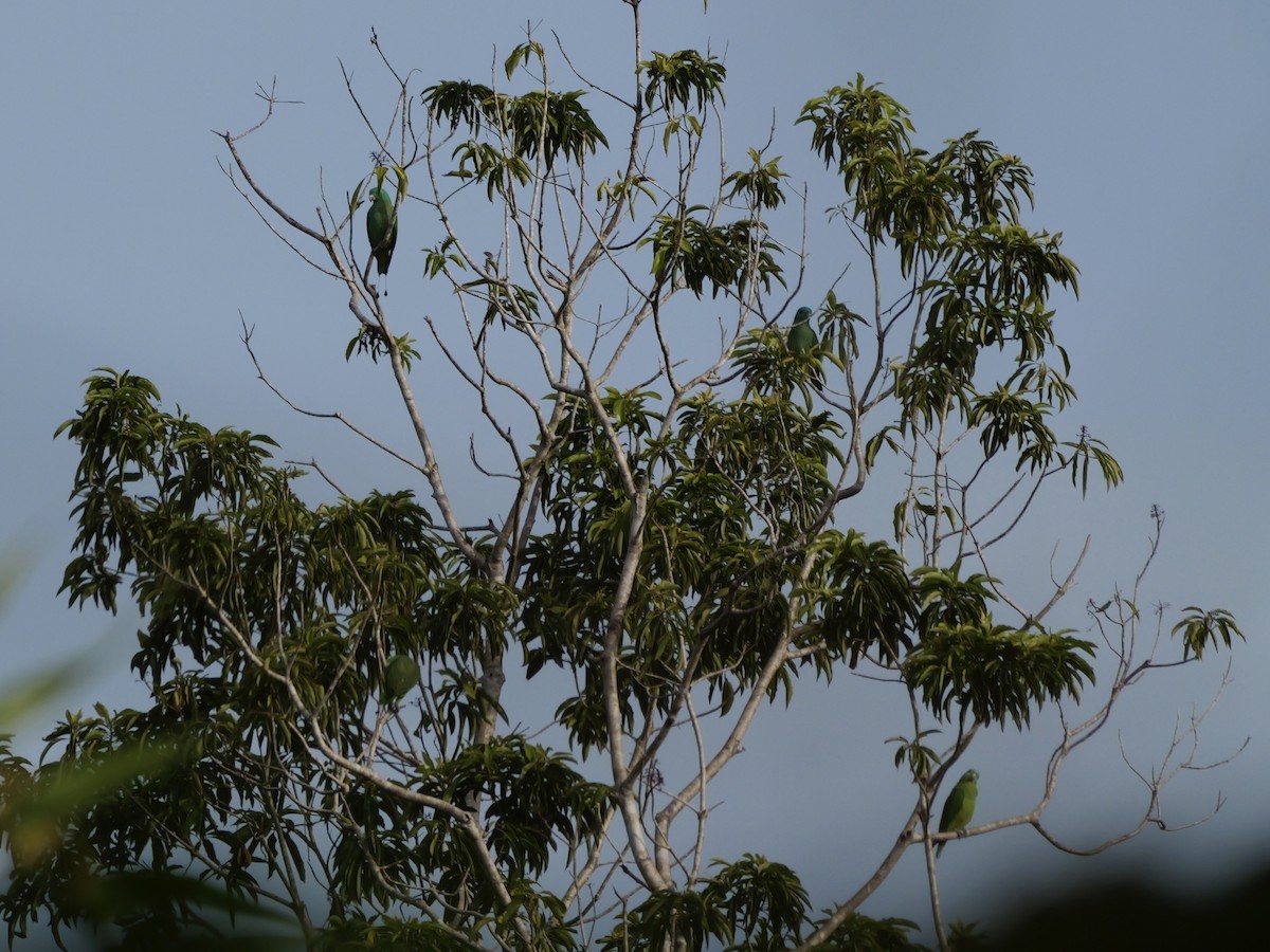 Blue-headed Racquet-tail - ML647169725