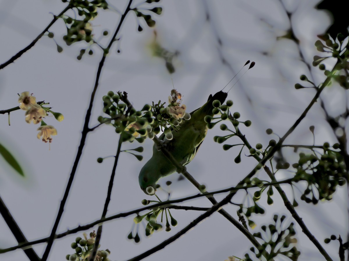 Blue-headed Racquet-tail - ML647169726