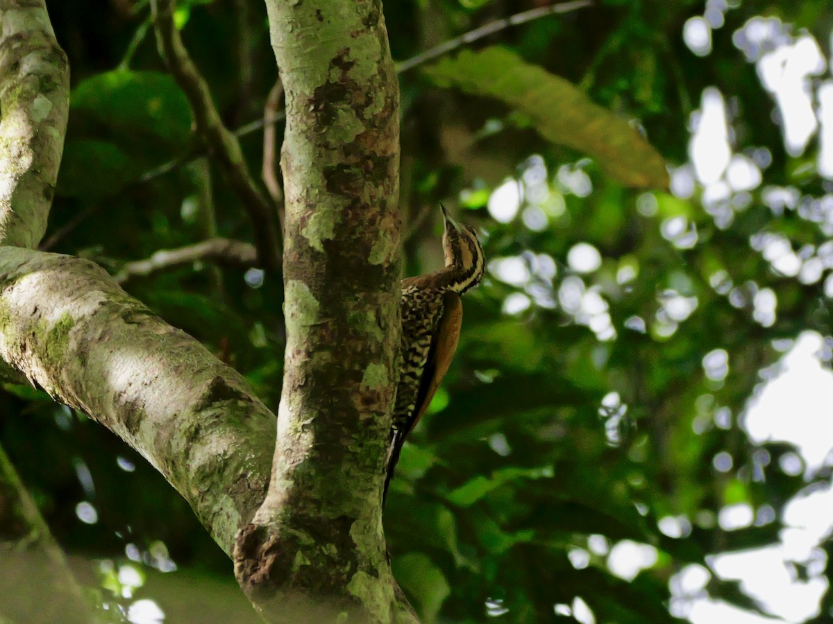 Spot-throated Flameback - ML647169727