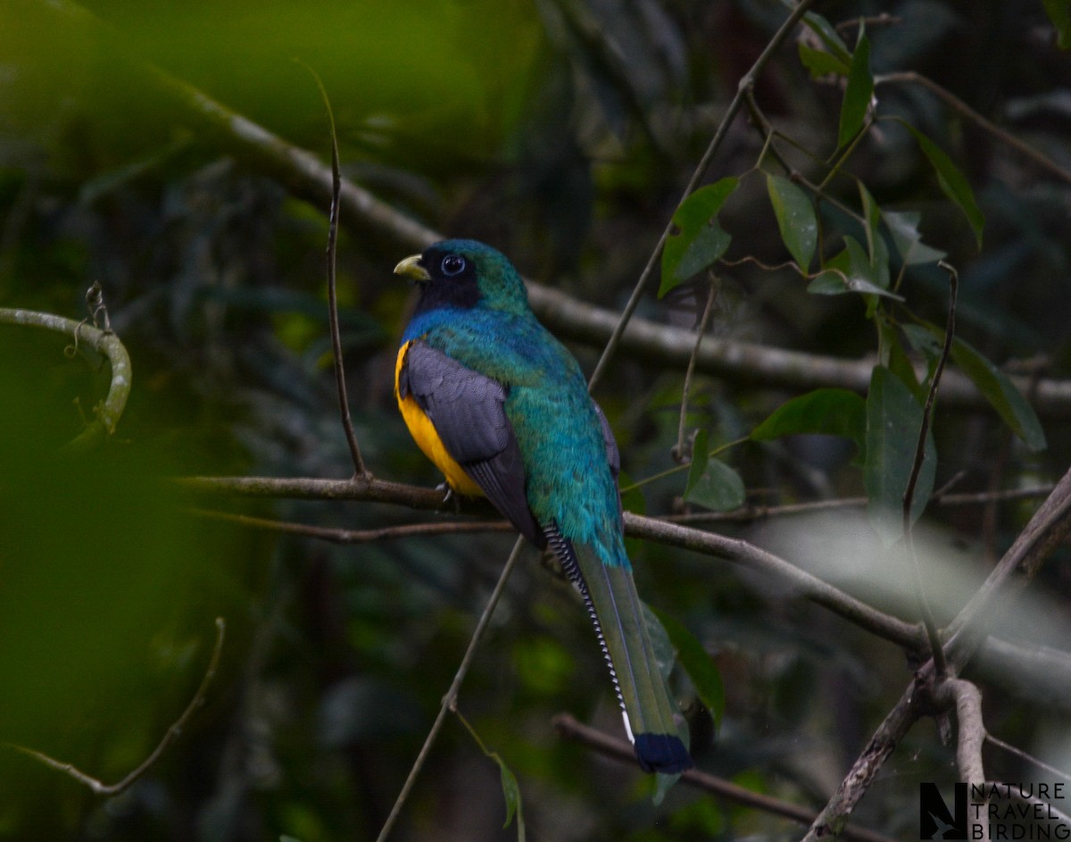 Atlantic Black-throated Trogon - ML647169728