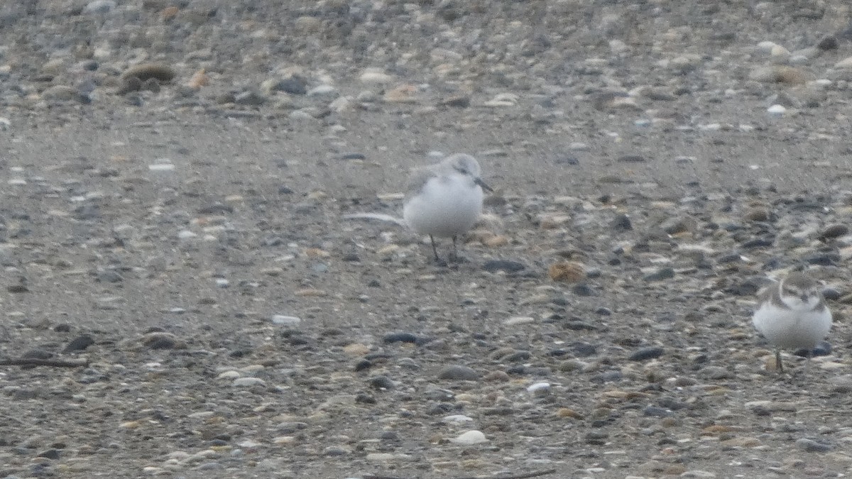 Sanderling - ML647169729