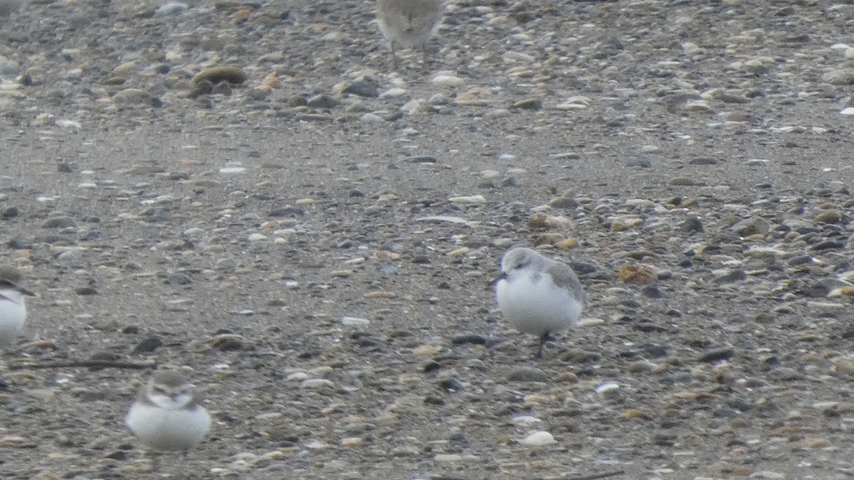 Sanderling - ML647169730