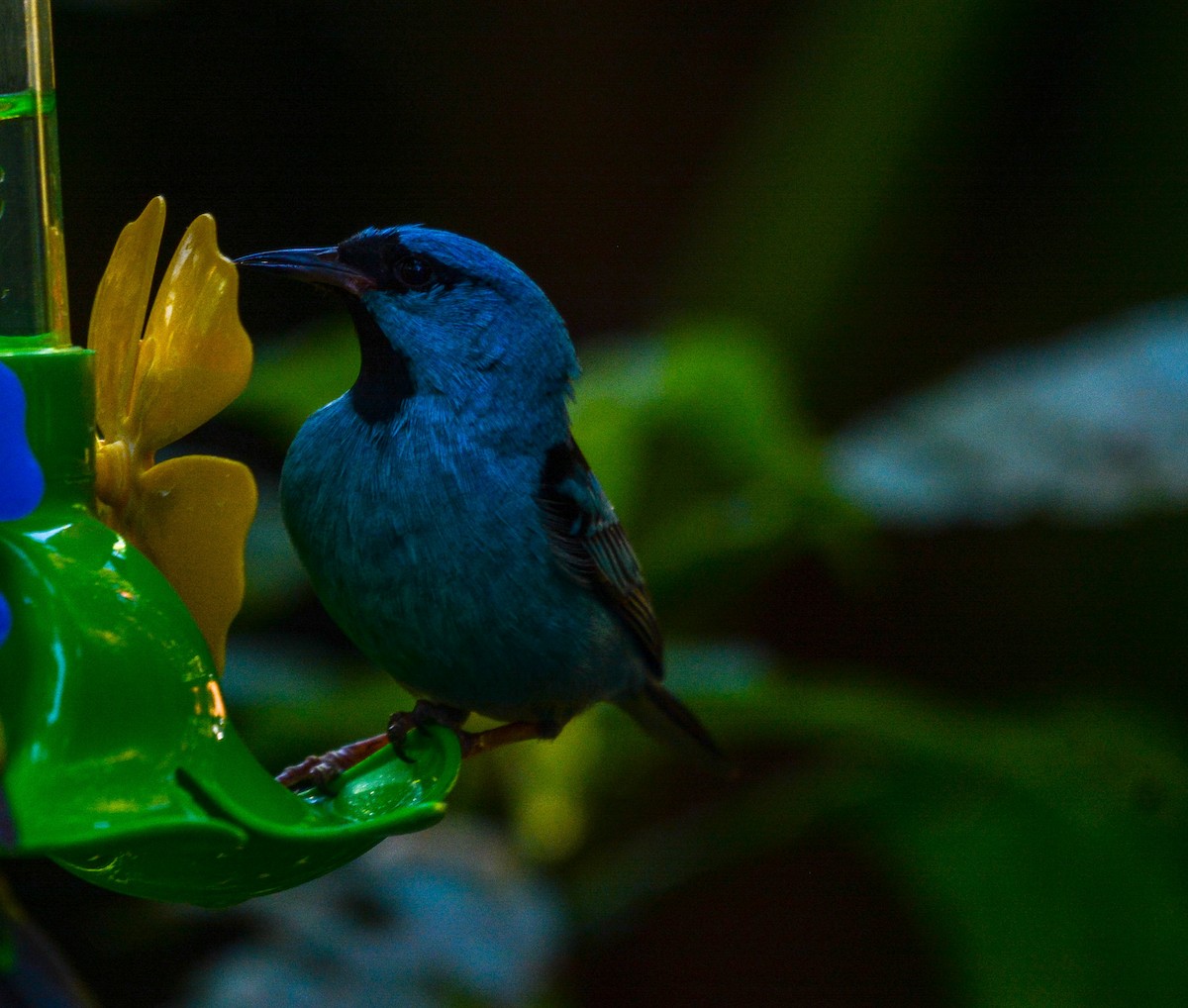 Blue Dacnis - ML647169734