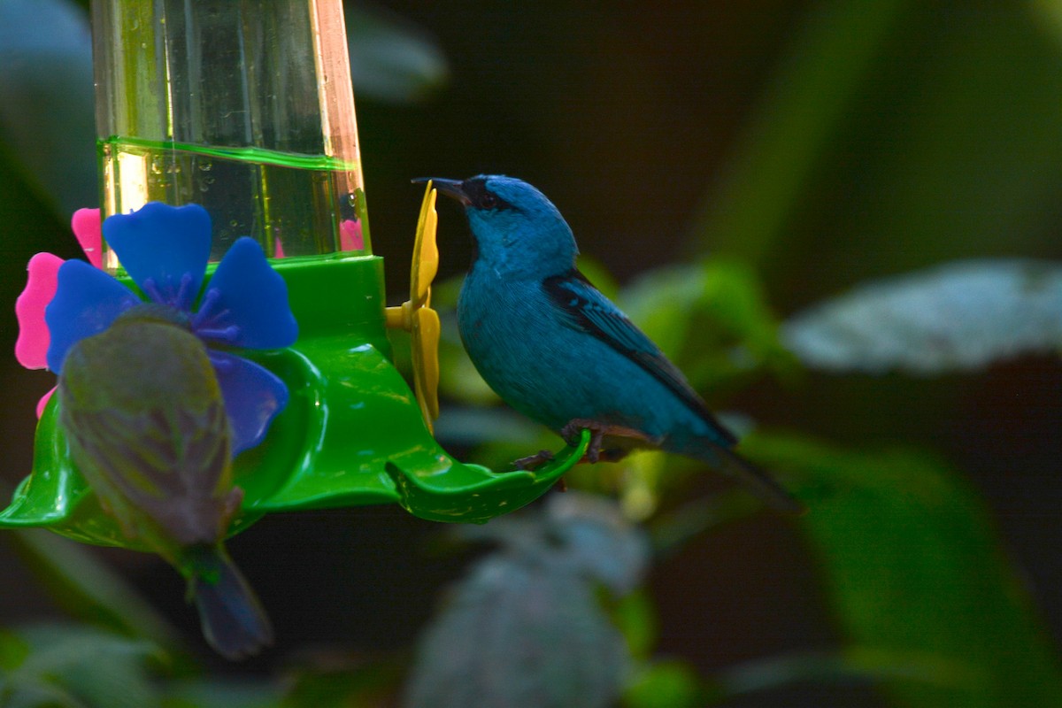 Blue Dacnis - ML647169735