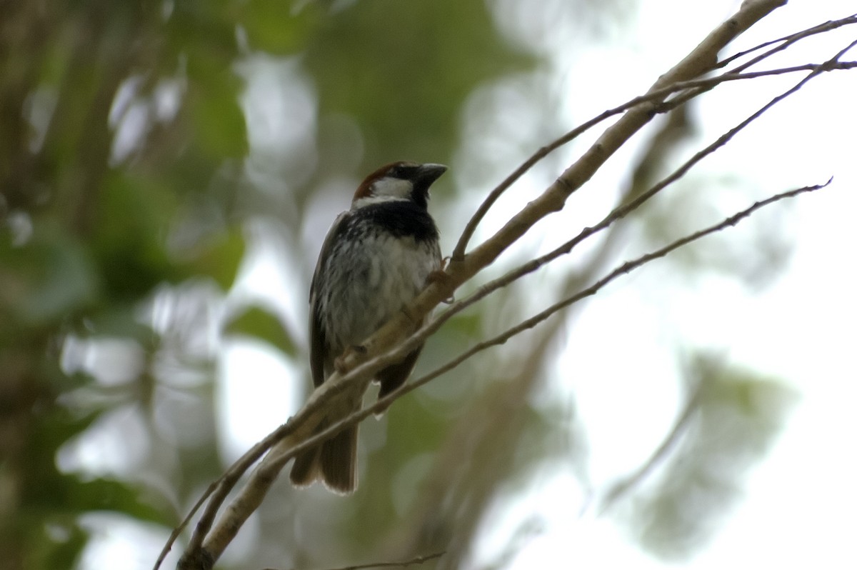 Spanish Sparrow - ML647169736