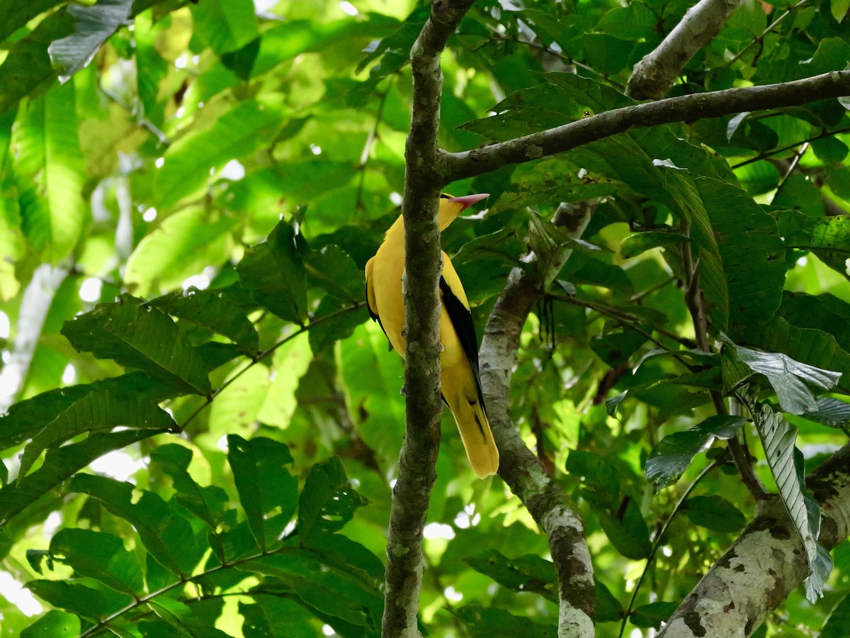 Black-naped Oriole - ML647169737