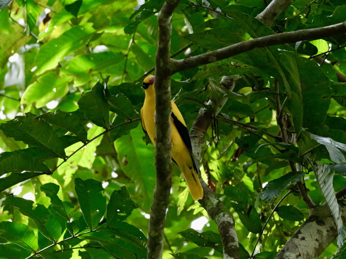 Black-naped Oriole - ML647169738
