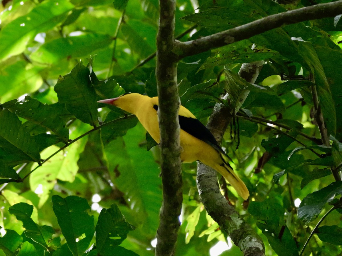 Black-naped Oriole - ML647169739