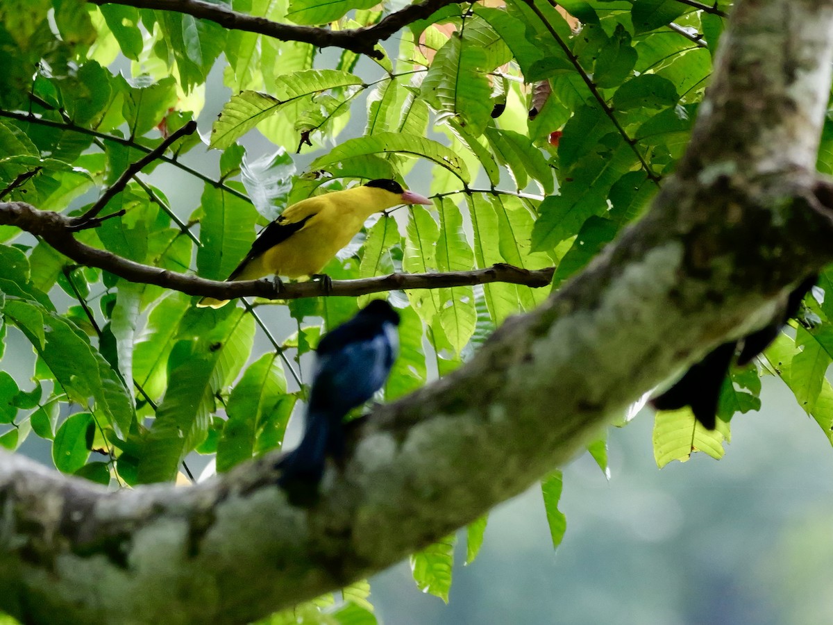Black-naped Oriole - ML647169740