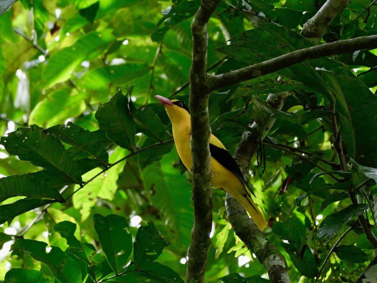 Black-naped Oriole - ML647169741