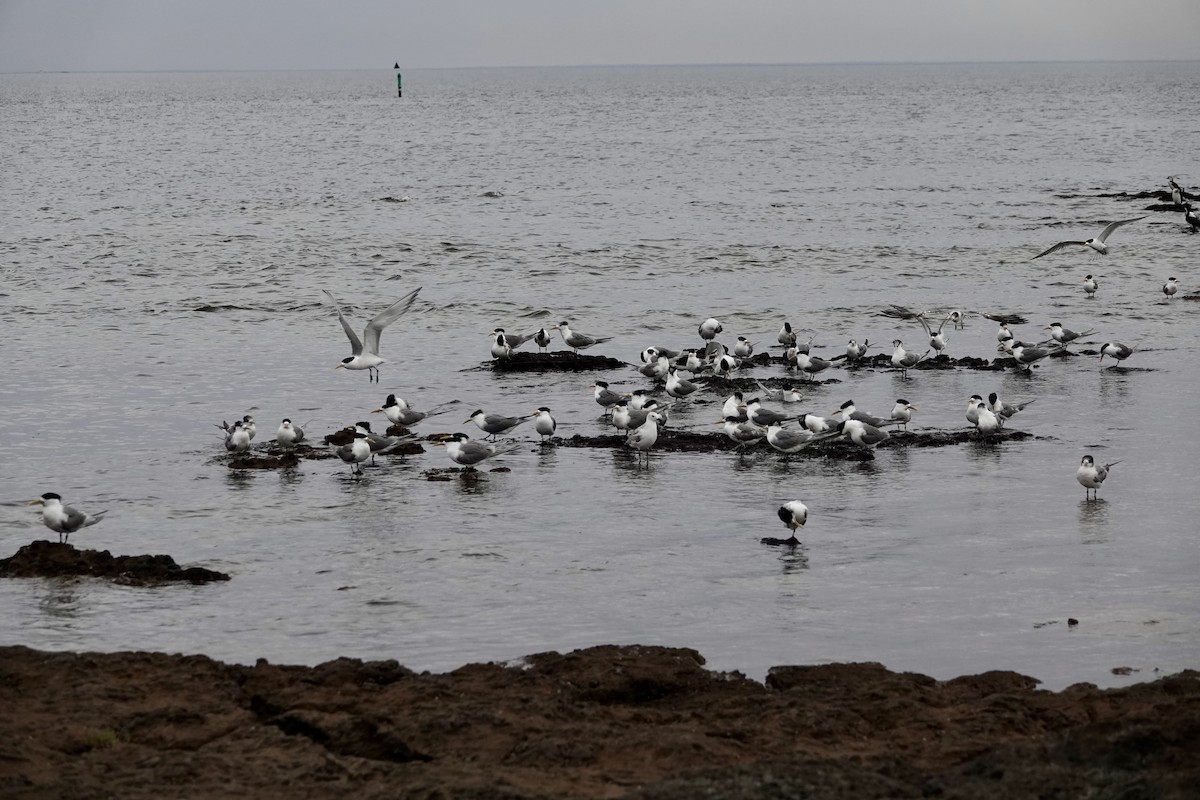 オオアジサシ - ML647169752