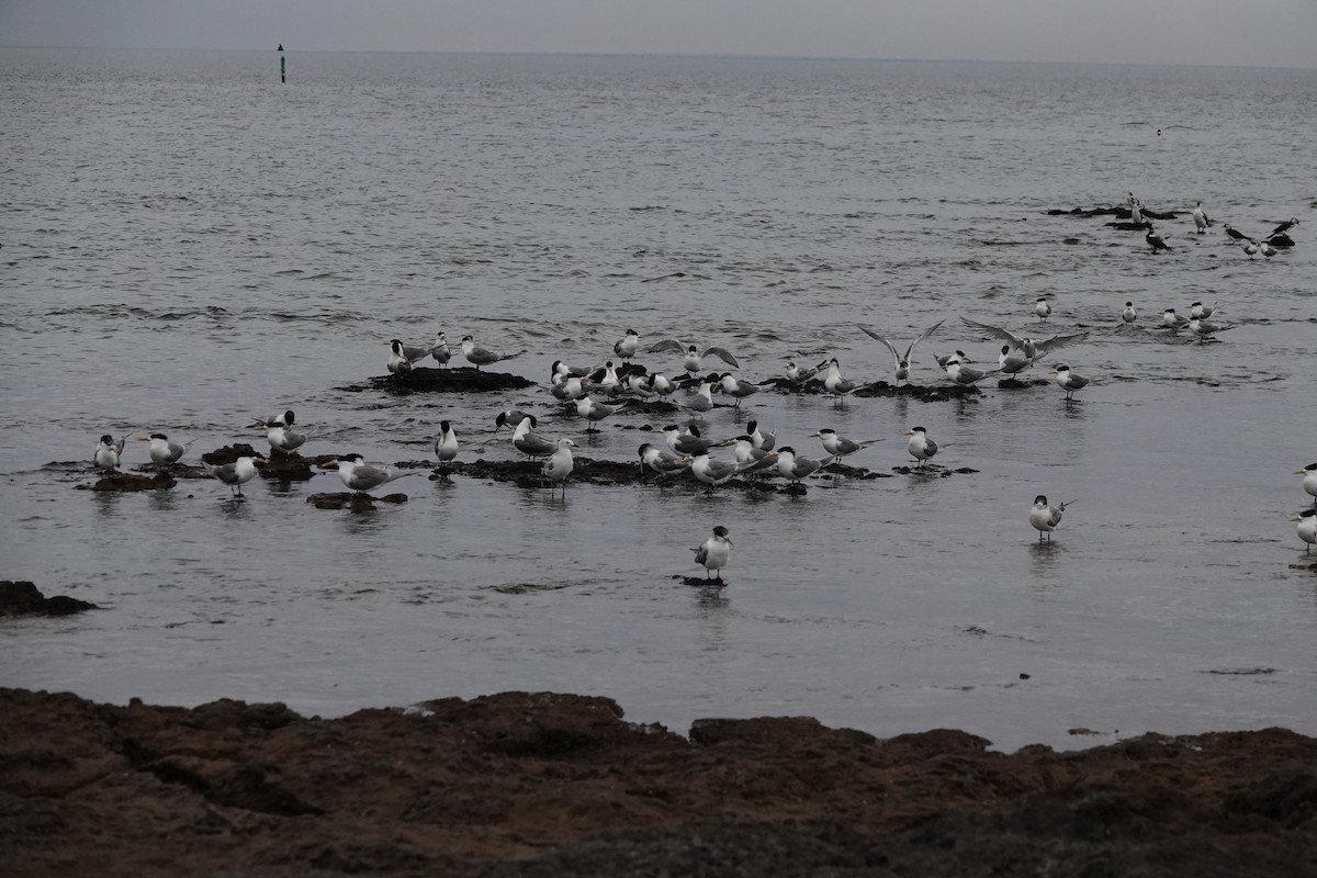 オオアジサシ - ML647169753