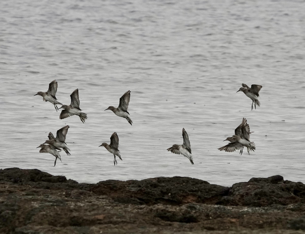 トウネン - ML647169761