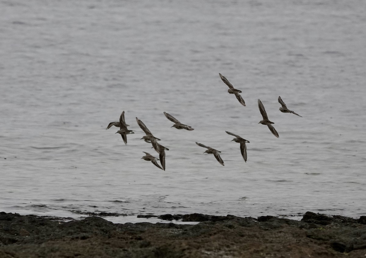 トウネン - ML647169762