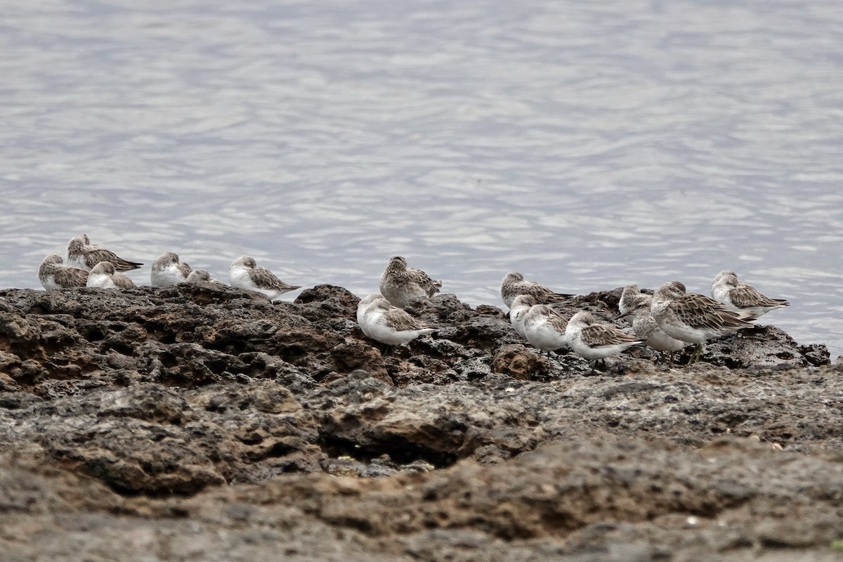 トウネン - ML647169763